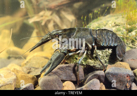 Noble Crayfish (Astacus astacus). Adult on rocks. Germany. Stock Photo