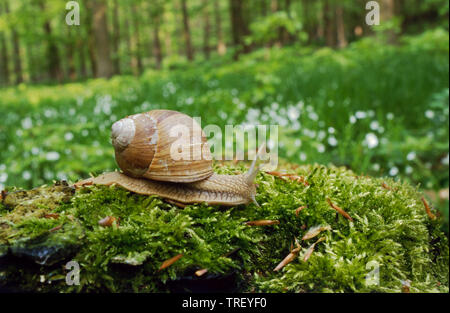 Roman Snail, Escargot, Edible Snail, Burgundy Snail (Helix pomatia) on moss. Germany Stock Photo