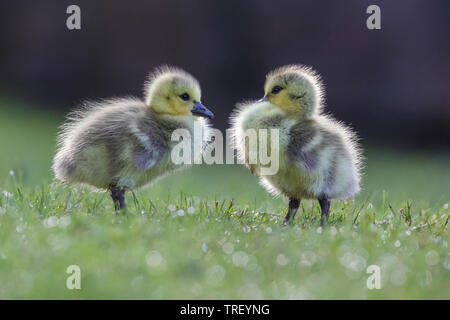 nike phantom venom release date