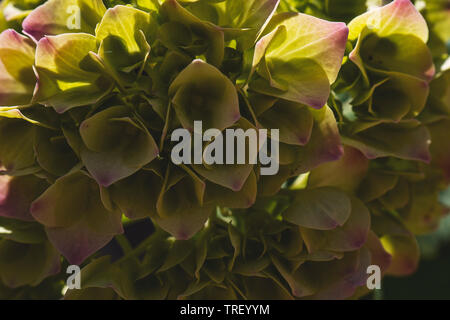 Hydrangea green flowers on the bush. Close up photo partly blurred. Rain water drop on the leaf Stock Photo