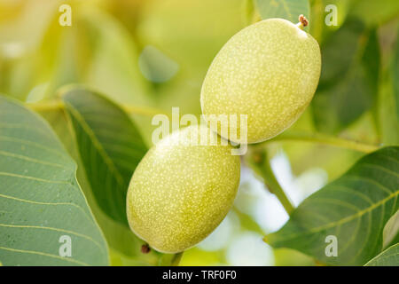 Green unripe walnuts hang on a tree on a bright sunny day. Stock Photo