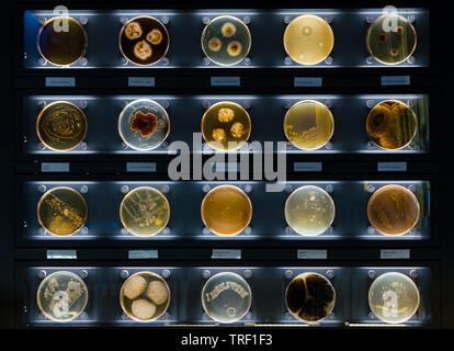 different samples with kinds of bacterias living at common household items- tothbrush, beard, nail brush. Stock Photo