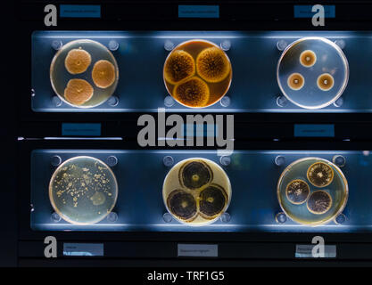 different samples with kinds of bacterias living at common household items- mattress, shoe, moisturizer. Stock Photo