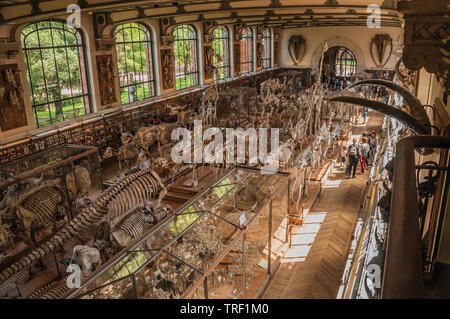 Skeletons and visitors in Gallery of Paleontology and Comparative Anatomy at Paris. One of the most impressive world’s cultural center in France. Stock Photo