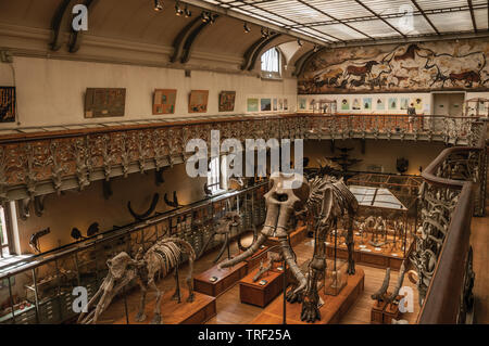 Prehistoric skeletons at Gallery of Paleontology and Comparative Anatomy in Paris. One of the most impressive world’s cultural center in France. Stock Photo