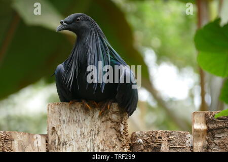 Nicobar pigeon, perched on a fence Stock Photo