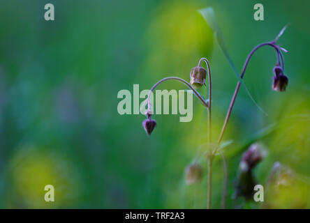 Geum rivale (water avens, purple avens) with greyish background Stock Photo