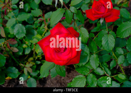 Two large red, roses surrounded by dark green leaves Stock Photo