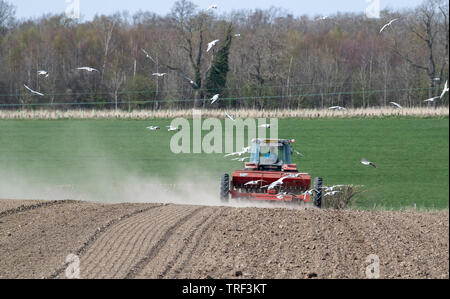 Farmer planting spring barley with a Massey Ferguson 4245 tractor and a vintage MF30 seed drill, in dry, dusty conditions, with seagulls following the Stock Photo
