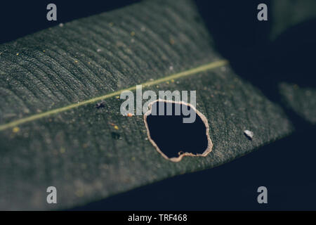 A hole in a leaf from a tree in the shape of a heart is eaten by insects parasites or gosinitsa.Aphid close up on a green leaf. Crop harvests, insecti Stock Photo