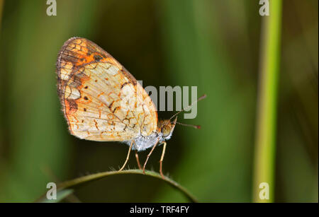 Pearl Crescent Butterfly (Phyciodes tharos) roosting on a curved blade of grass with its wings upright. Photo taken in Houston, TX. Stock Photo