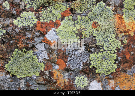 Colourful Upland Lichens, Migneint-Arenig-Dduallt Special Area of Conservation, Snowdonia, Wales Stock Photo