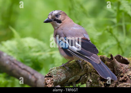 Curious Eurasian Jay turns her back on a lichen and mossy stump in the forest Stock Photo