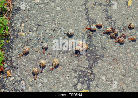 Closeup macro many little small forest garden land snails gastropod molluscs with yellow striped shell crawling on road in park forest. Wild animals o Stock Photo