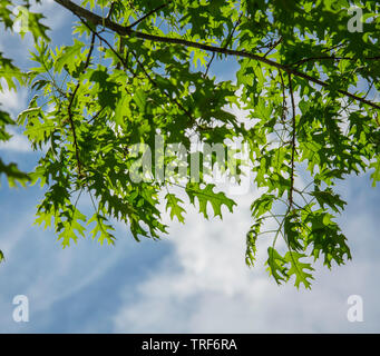 Oak tree comes to life in the Spring with delicate, beautiful new leaves in Southern Georgia. Stock Photo