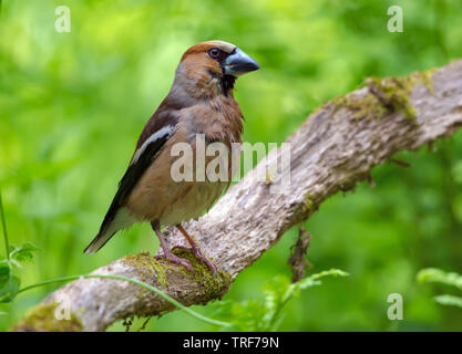 A bit wet Male hawfinch perched on a dry aged mossy branch in forest Stock Photo