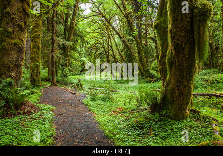 Trail running 2024 olympic national park