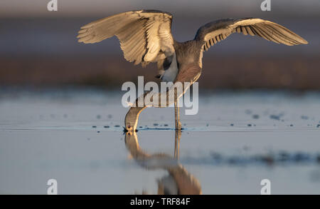 Tri color Heron Fishing on the Beach Stock Photo