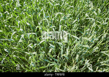 Green wheat field seen from above. Stock Photo