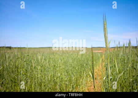 Close up picture of barley on a field, selective focus. Stock Photo