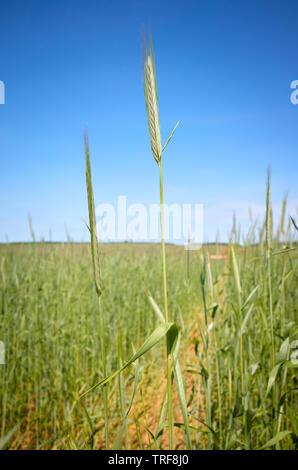 Close up picture of barley on a field, selective focus. Stock Photo