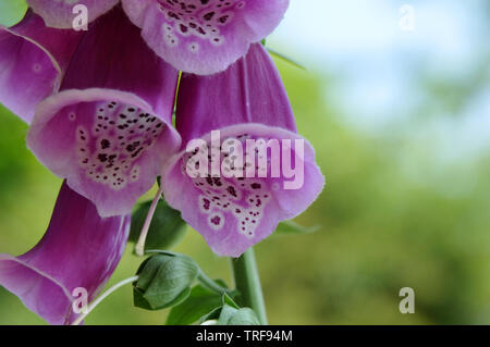 fine white hairs in purple flowers of common foxglove, a highly toxic plant used for medical treatment of heart disease Stock Photo
