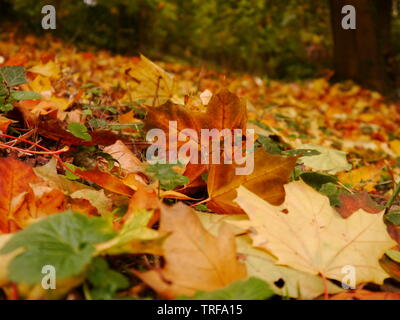 A photo of colorfull leaves laying in the forest. Stock Photo