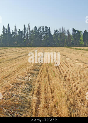 Reaped wheat field Stock Photo - Alamy