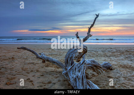 Sunset landscape with dry wood on the sandy surfing beach of Playa Avallena in Guanacaste region of Costa Rica. Stock Photo