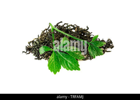 Chinese Jiaogulan Leaf Tea of Gynostemma Plant Isolaetd on White Stock Photo