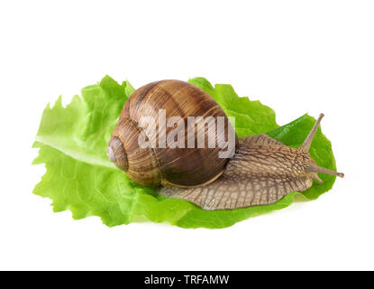 Snail on salad leaf or land snail Helix pomatia isolated on white Stock Photo