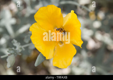 Yellow hornpoppy, Glaucium flavum, a beautiful but toxic plant, with bee Stock Photo