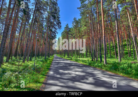 Pleasant freshness of a summer walk in pine grove at sunny day, a walkway among high, straight and powerful trunks of pine trees, cool and healing air Stock Photo