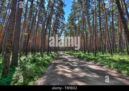 Pleasant freshness of a summer walk in pine grove at sunny day, a path among high, straight and powerful trunks of pine trees, cool and healing air fo Stock Photo