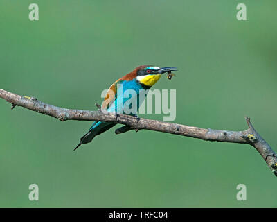 Adult European bee-eater with insect in beak perched Stock Photo