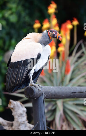 Portrait of a king vulture (sarcoramphus papa) perching on a wooden rail Stock Photo