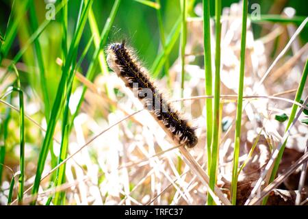A beautiful caterpillar sits on a stalk of grass. The bright and warm rays of the summer sun illuminate it. Stock Photo