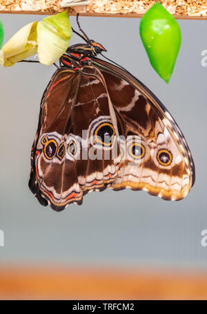 Morpho peleides butterfly, hatching from chrysalis Stock Photo