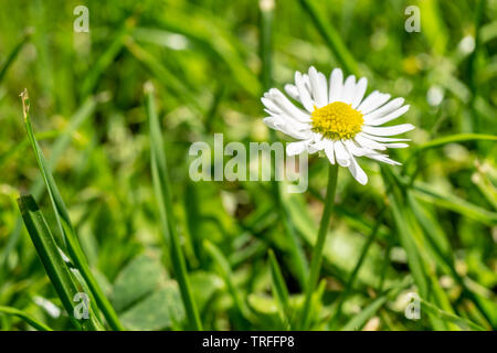 daisy flower in green grass - macro image Stock Photo