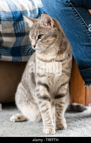 Grey Siamese cat sitting on carpet while looking intently off to the side. Stock Photo