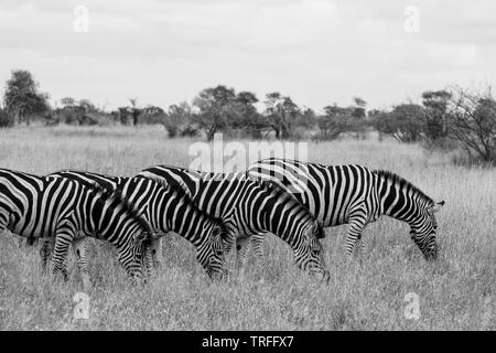 Zebras photographed in monochrome at Kruger National Park in South Africa. Stock Photo