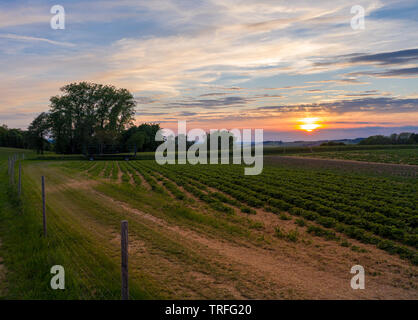 sunset over a field - dramatic sky Stock Photo