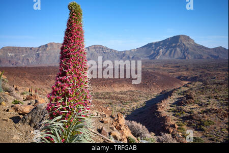 Close up picture of Tower of jewels (Echium wildpretii) plant, endemic species to the island of Tenerife in Teide National Park, Spain. Stock Photo