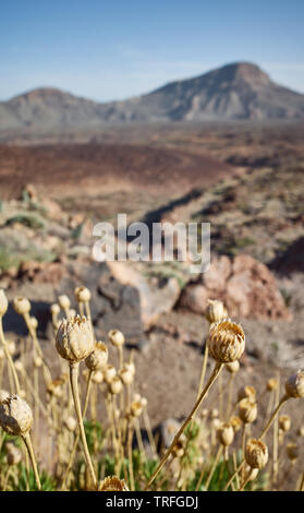 Dried flower heads in Teide National Park at sunset, shallow depth of field, Tenerife, Spain. Stock Photo