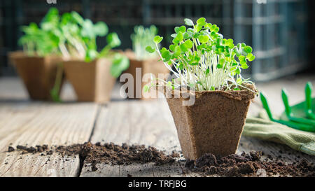 Green growing  seedlings of garden plants for planting, sprouts of arugula on foreground. Stock Photo