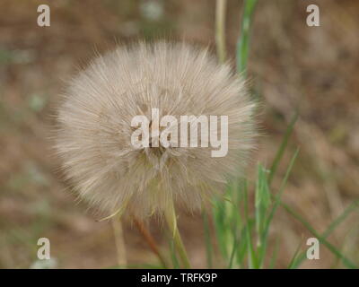 Geodesigns stunning different in each bllom of common weed Stock Photo