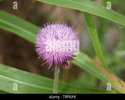 Geodesigns stunning different in each bllom of common weed Stock Photo