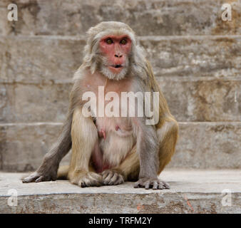 Sitting macaque monkey on Swayambhunath stupa in Kathmandu, Nepal Stock ...