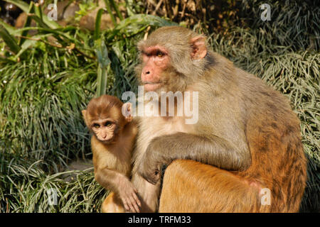Female rhesus macaque monkey with young sitting in grass, Kathmandu, Nepal Stock Photo