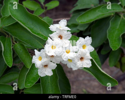 Mexican olive, Cordia boissieri flowers on a specimen at the Oso Bay Wetlands Preserve in Corpus Christi, Texas USA. Stock Photo